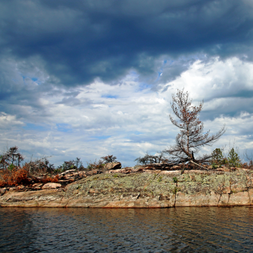 Dead Tree Stormy Sky