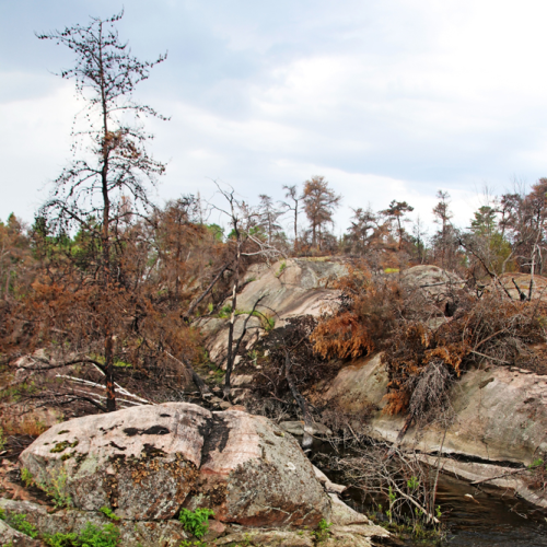 Pickerel River Outlet Rapids I