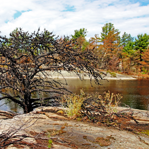 The Pine Tree Ia