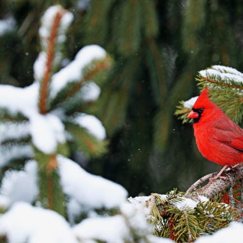 Northern Red Cardinal In Winter