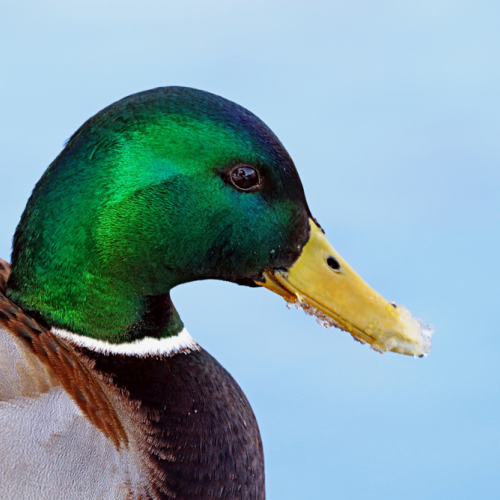 Drake Mallard Portrait I