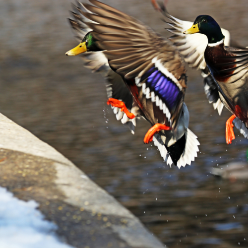 Incoming Drake Mallards