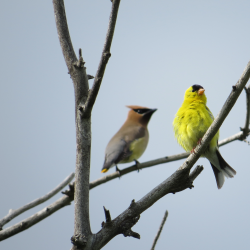 Two Species