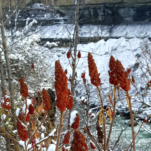 Sumac tops in snow atop the Canadian side of the Niagara Gorge