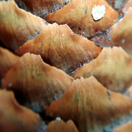 Extreme close-up of backyard pine cone