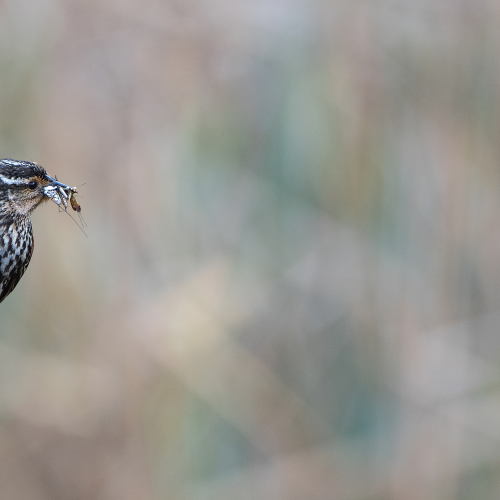 Female Black Bird