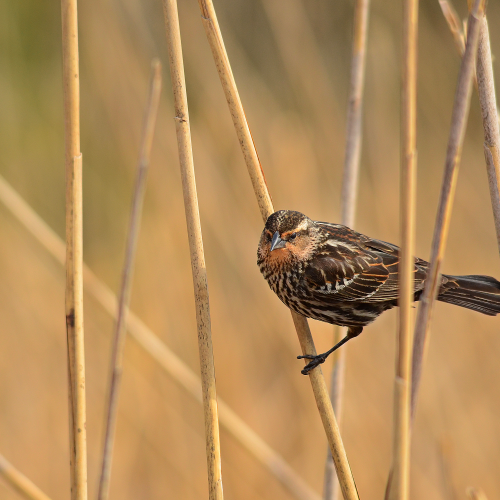 Female Black Bird