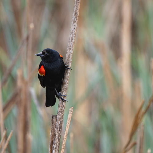 Black Bird