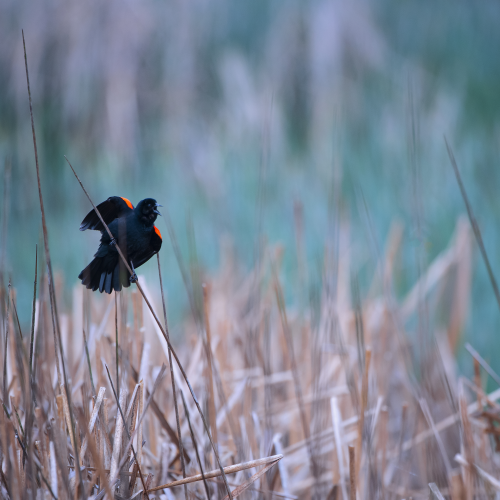 Black Bird