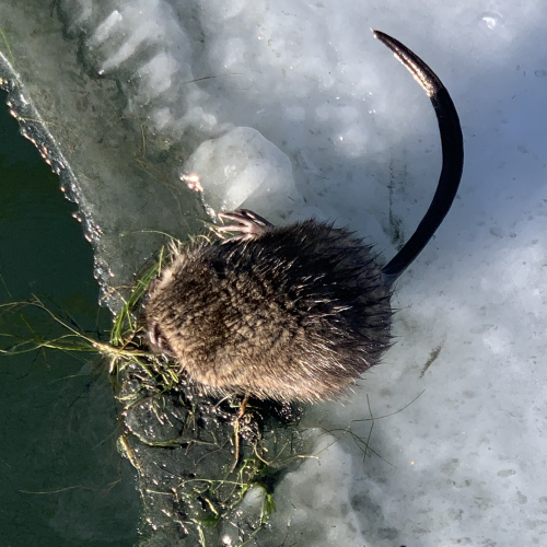 Muskrat necessities 
