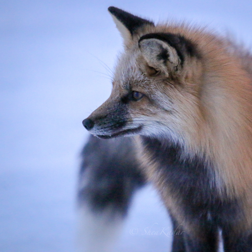 Red Fox