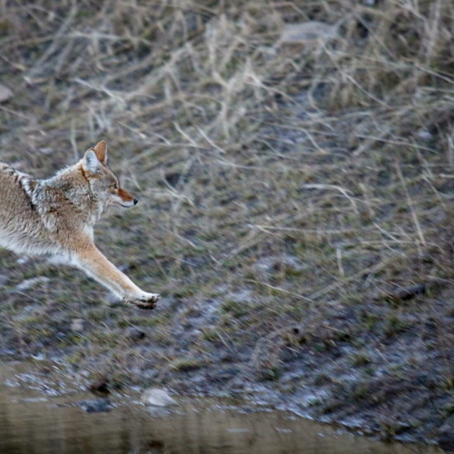 Coyote Crossing 