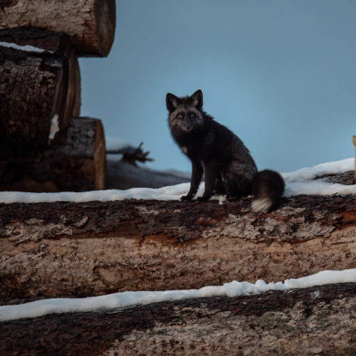 2 foxes on the Logs