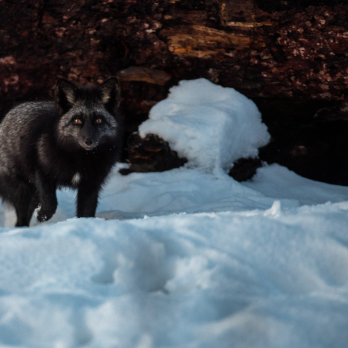 Black Fox Stardown