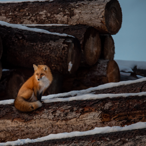 Red Fox 