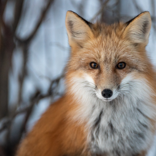 Fox Eyes 