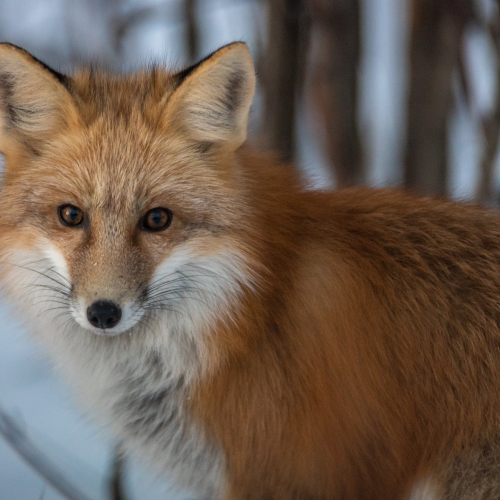Foxes up close 