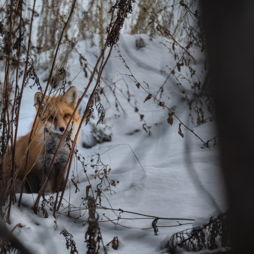 Hide and seek