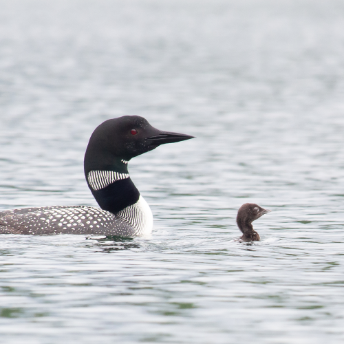 Little Loon