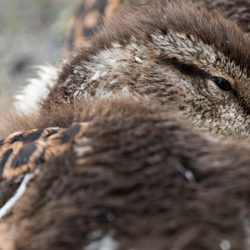 Nap Time