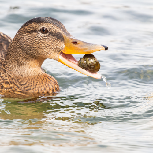 Ducks and Snails 