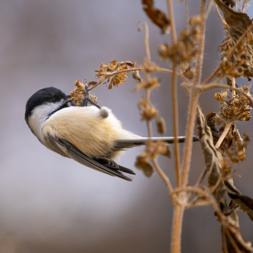 Feeding Chickadee