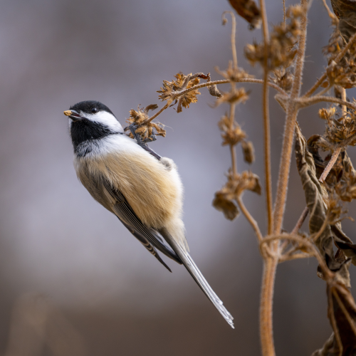 Feeding Chickadee