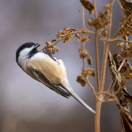 Feeding Chickadee