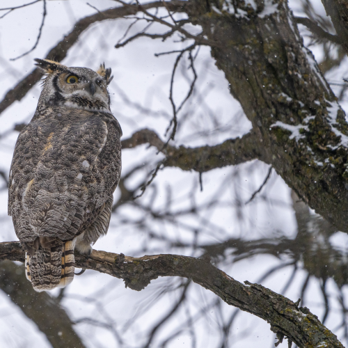 Great horned owl