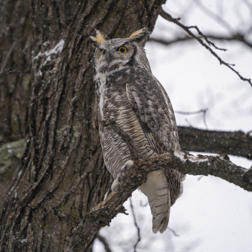 Great horned owl