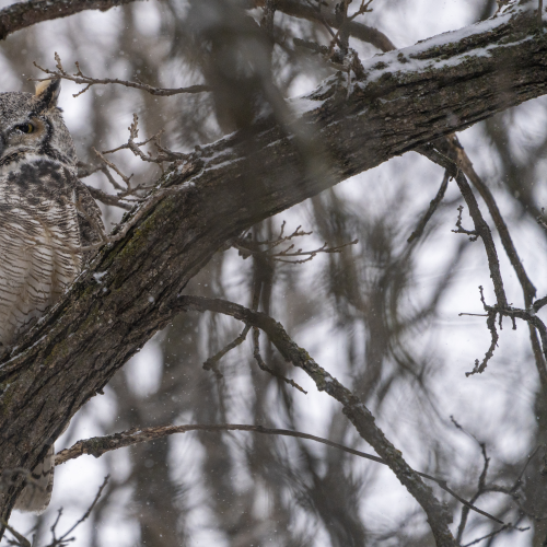 Great horned owl
