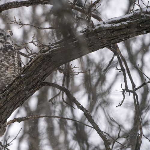 Great horned owl
