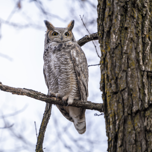 Great horned Owl