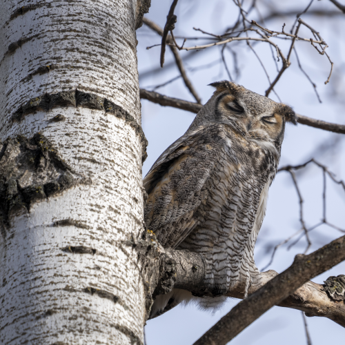 Great horned Owl