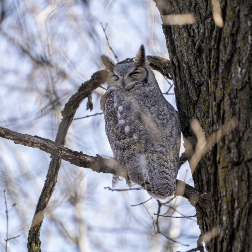 Great horned Owl
