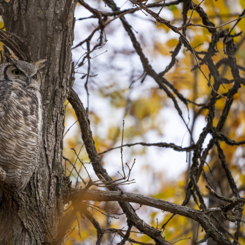 Great horned Owl