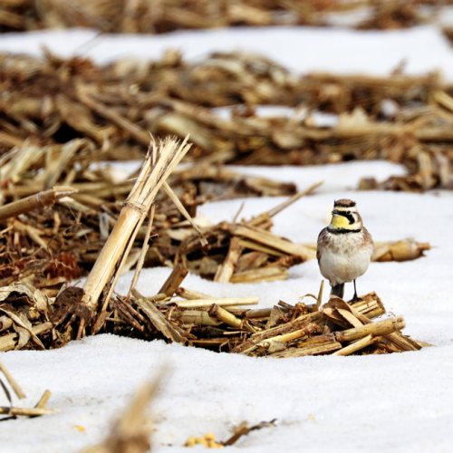 Horned Lark In Winter