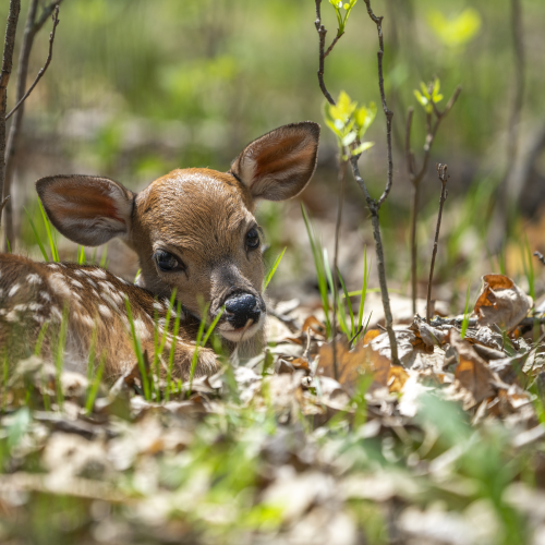 Fawn