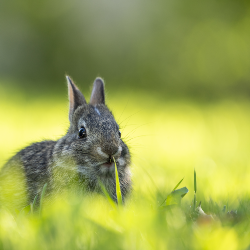 Backyard bunny