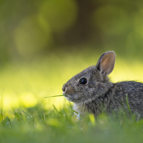 Backyard bunny