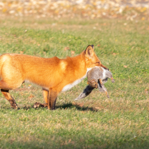 Sly Fox