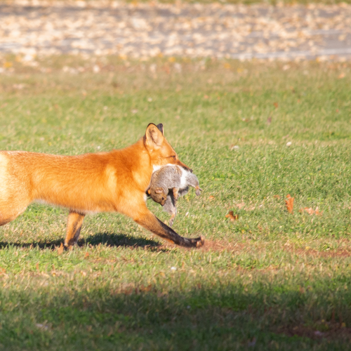 Speedy Fox