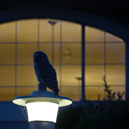 Framed Suburban Owl