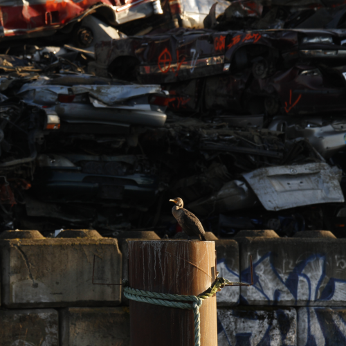 Crushed Car Cormorant