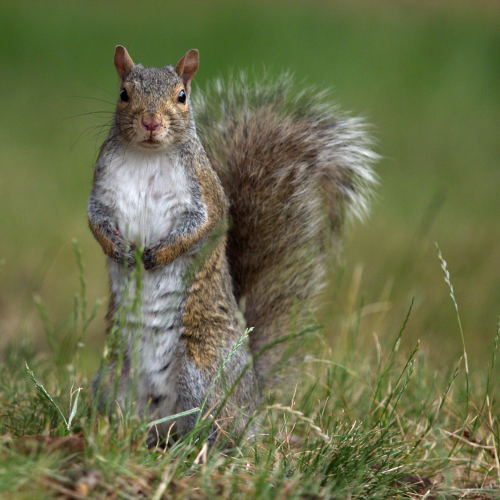 Curious Squirrel