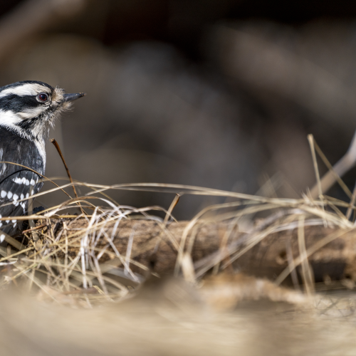 Downy woodpecker