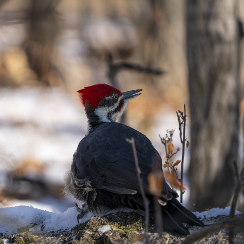 Pileated woodpecker