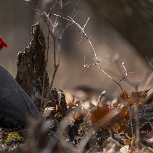 Pileated woodpecker