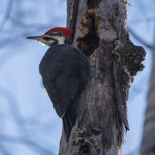 Pileated woodpecker