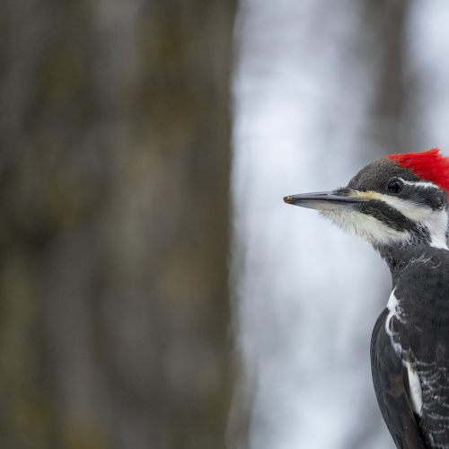 Pileated woodpecker